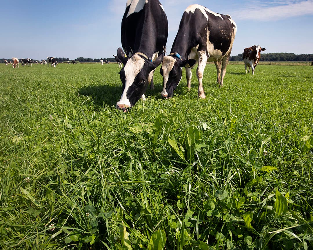 Een perceel weidegrond op de boerderij van de familie Albring in Drouwenermond (Dr.) - Foto: Hans Banus