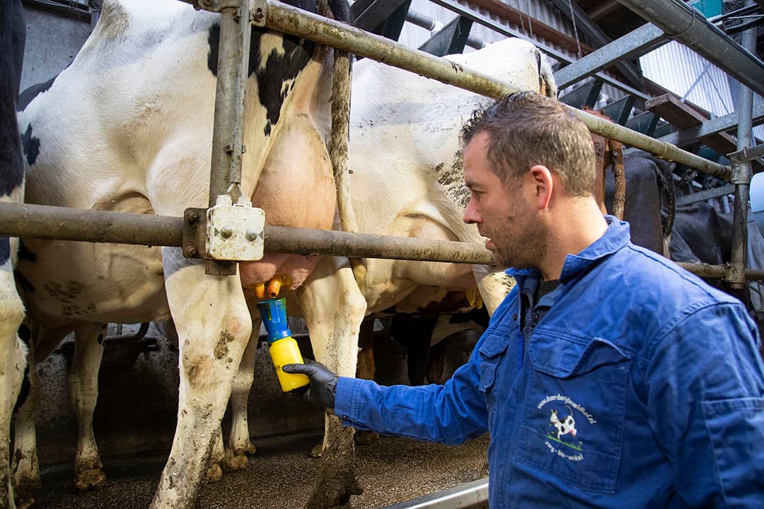Henk van Veldhuizen schuimt met een dipbeker de spenen in. Dat kost wat tijd, maar daarna gaat het poetsen van de spenen sneller dan voorheen zonder schuimmiddel. - Foto's: Hans Banus