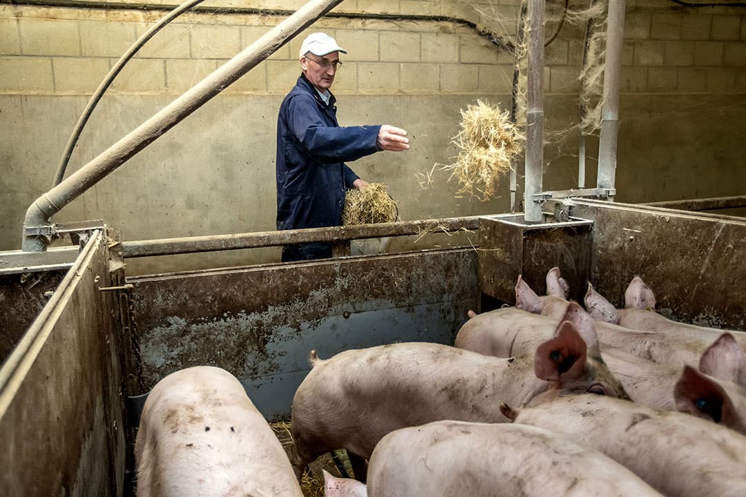 Henk Wikkerink strooit wat hooi in de hokken tijdens de controleronde. Met aandacht voor de dieren en een goed oog voor gewicht levert Wikkerink gezonde varkens binnen de gestelde gewichtsklassen. - Foto's: Ronald Hissink