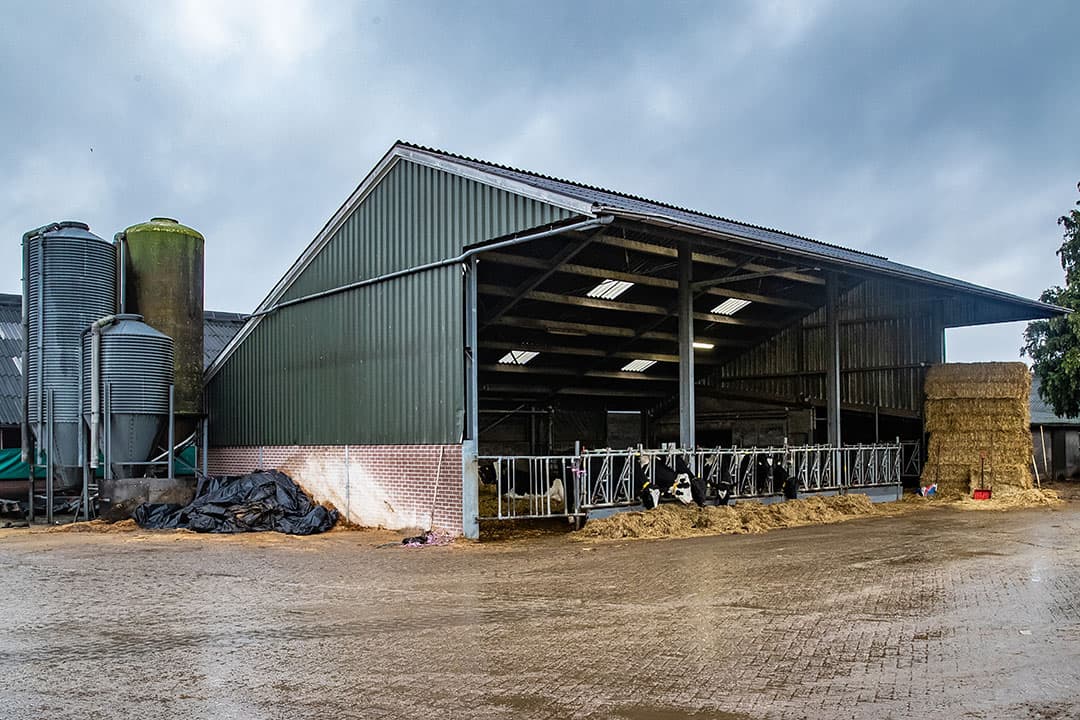 De veldschuur met daarin een groot strohok doet dienst als huisvesting voor de droge koeien. - Foto's: Ronald Hissink