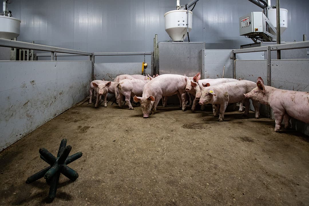 De stal met gespeende biggen. Elke drie weken wordt gemonitord of de varkens gaaf zijn, inclusief hun staarten.