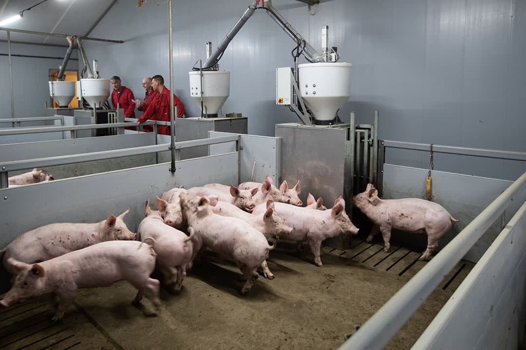 Een afdeling met onlangs opgelegde vleesvarkens.