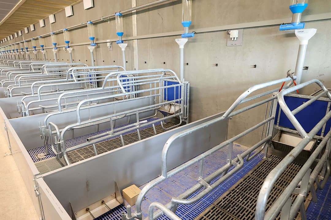 In de kraamstal koos Swinkels voor een automatisch voersysteem om de zeugen gericht op conditie te voeren.