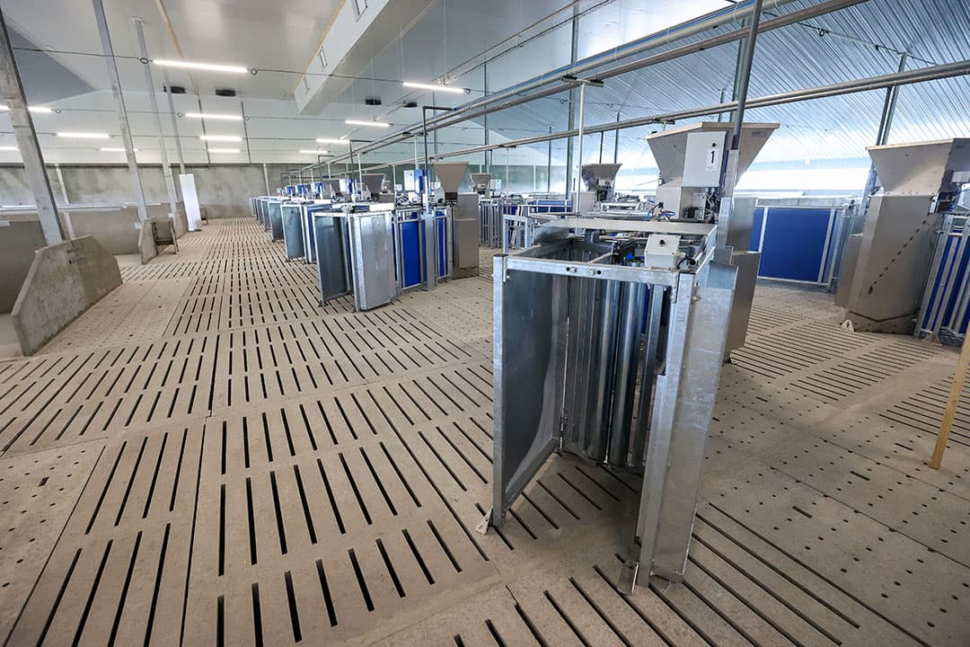 De zeugen komen in twee dynamische groepen voor 325 zeugen. Varkenshouder Jan Swinkels verwacht dat grote groepen in de toekomst de norm worden. - Foto's: Bert Jansen