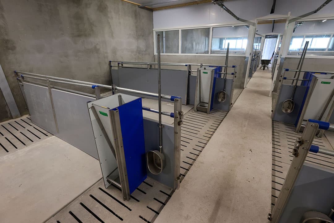 De gespeende biggenafdeling. Momenteel staan hier fokgeltjes in opfok die hier ook aan droogvoer moeten wennen.