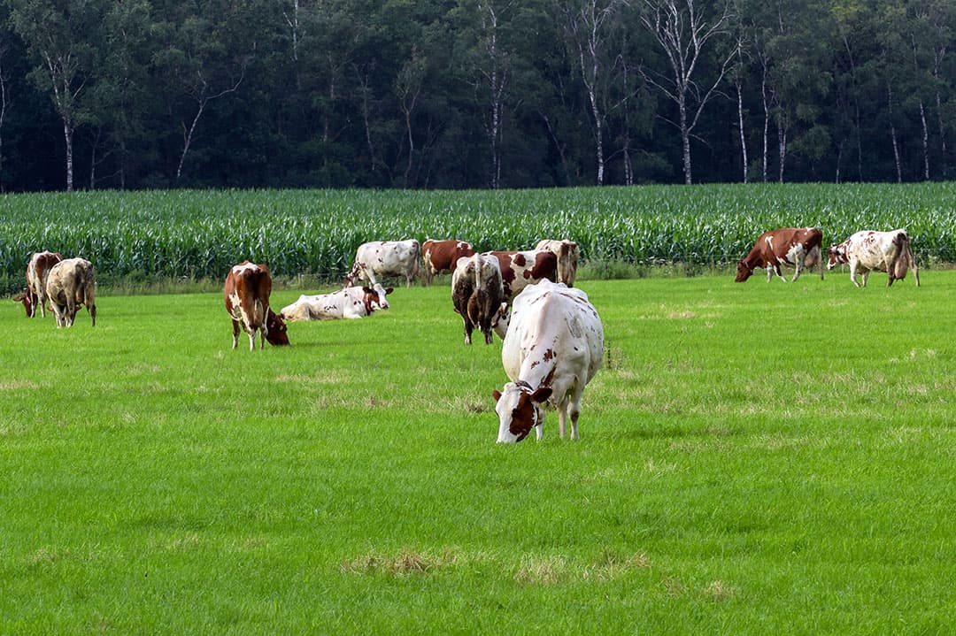 Henk Kerkers geeft zijn koeien twee keer per dag weidegang volgens het Nieuw Nederlands Weiden, waarbij de koeien elke dag een vers stuk gras aangeboden krijgen. - Foto's: Bert Jansen