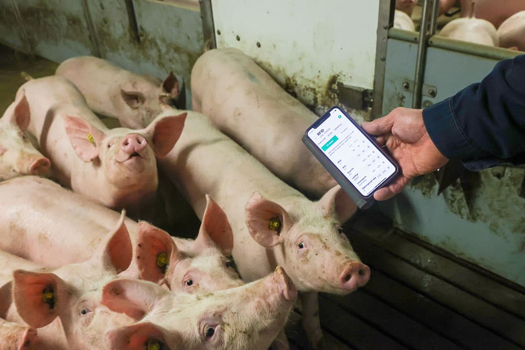 Het individueel volgen van varkens met RFID-tags ondersteunt de eigen waarnemingen. Data hieruit is zeer nuttig voor beslissingen. - Foto: Bert Jansen