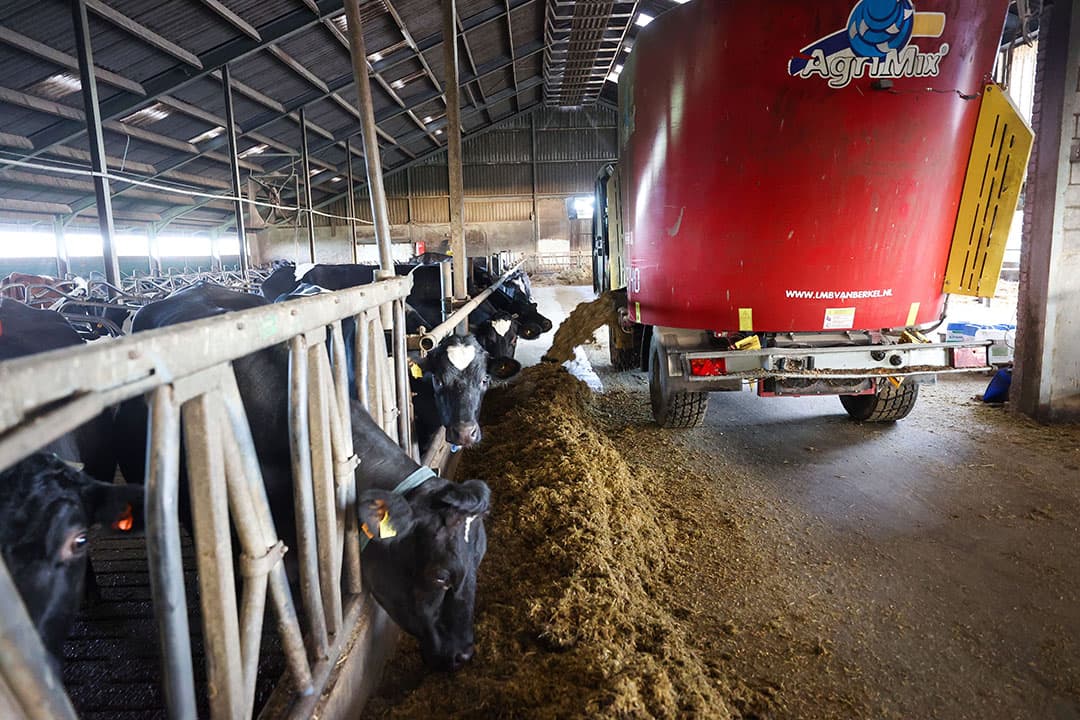 Voederbieten passen prima in het rantsoen van de koeien. Jack en Anita Swolfs zien het grootste voordeel in hogere gehalten. - Foto's: Bert Jansen