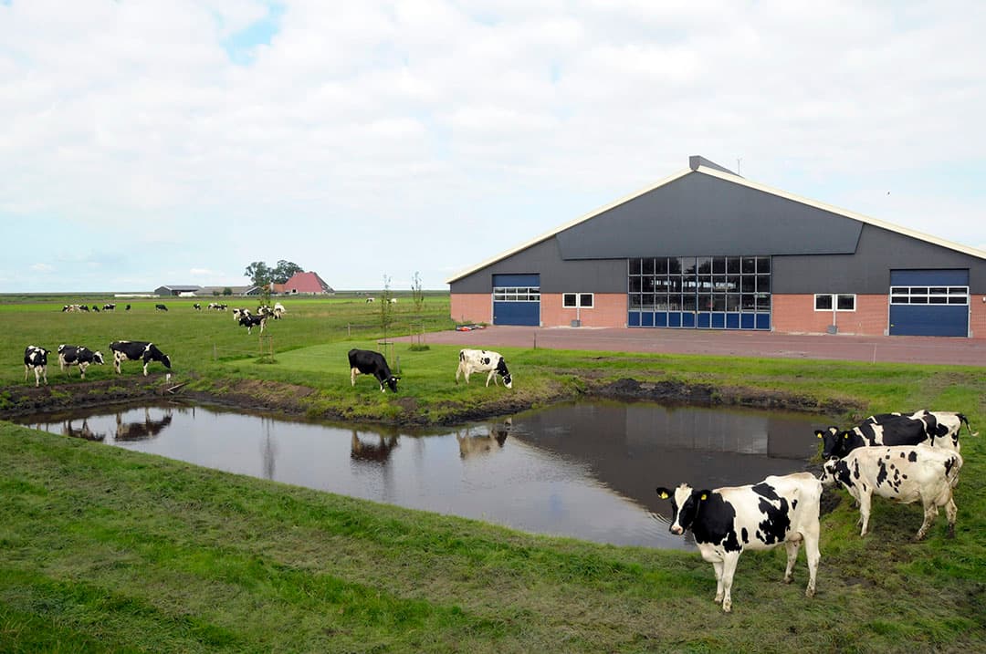 De 'vrije keuze stal' op het bedrijf van Anton Stokman. Ook op het bedrijf van Zonderland en Mensonides is een gelijksoortige stal gebouwd. - Foto: Penn Communicatie
