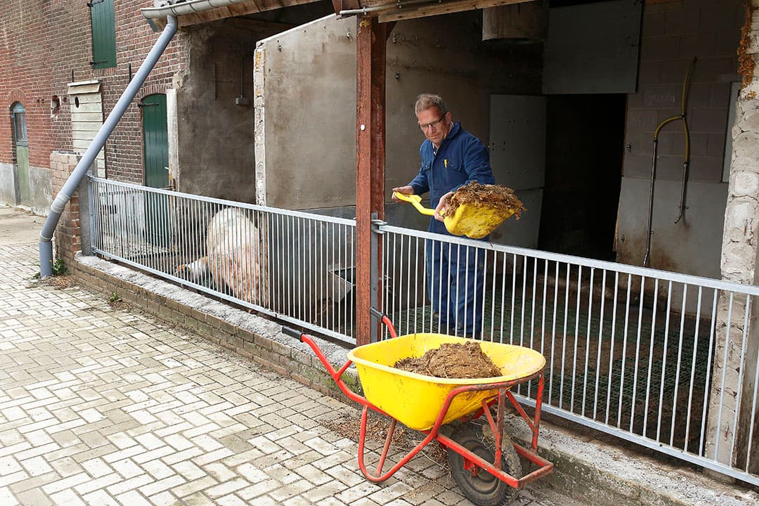 De huidige stal met uitloop naar buiten voor de 6 Berkshire- kruisingszeugen staat nog op de nominatie voor een verbouwing. - Foto's: Hans Prinsen