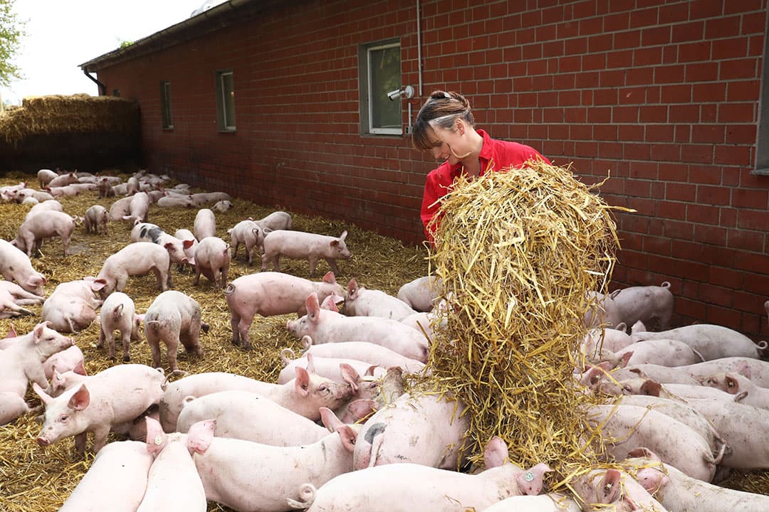 Aan het eind van de ochtend lopen vrijwel alle varkens in de royale uitlopen. Mörixmann strooit dagelijks de uitloop bij. - Foto's: Henk Riswick