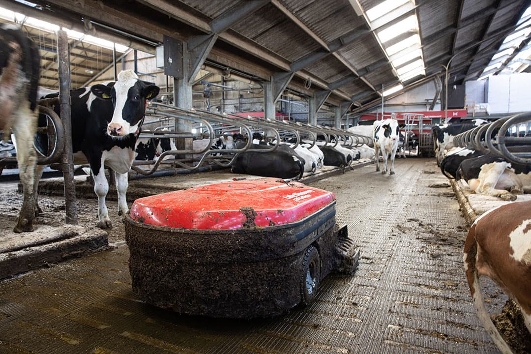 De mestrobot behorende bij de Lely Sphere is een maatje groter dan de gangbare robots van de fabrikant. - Foto's: Peter Roek