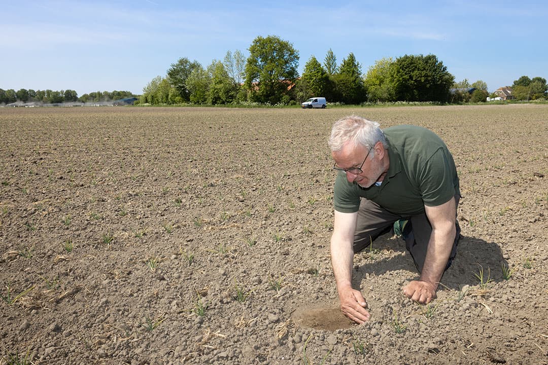 “Voel maar”, zegt Alex van Hootegem als hij wat grond van maar net een paar centimeter diep uitkrabt. “Dit is vochtige grond. Prima capillaire opstijging van vocht hier.”