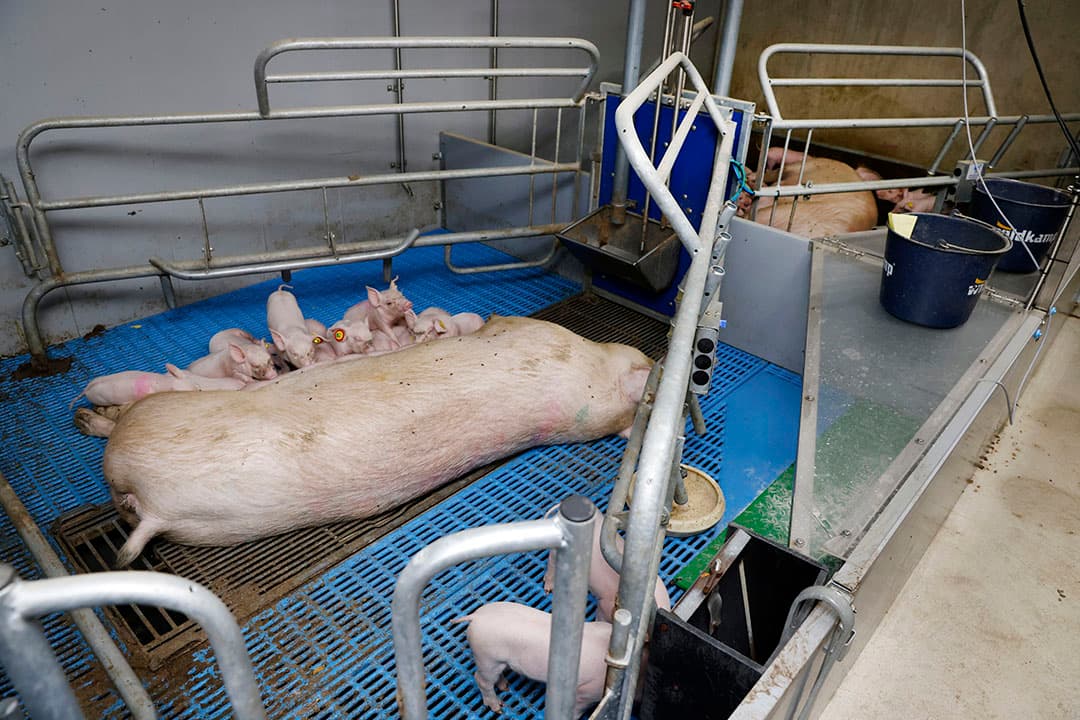 De kraamhokken op het onderzoeksbedrijf van SFR worden allemaal vervangen door vrijloopkraamhokken. Daarnaast wordt de ventilatie aangepast en elektrische vloerverwarming geïntegreerd in de vloer. - Foto's : Ton Kastermans