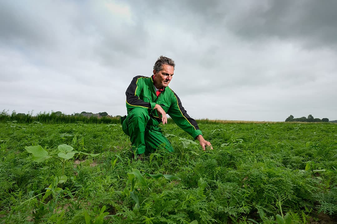 Jan Wolthuis in het 10 hectare grote perceel dat dit jaar werd geëgaliseerd en ingezaaid met groenbemester. De broers Jan en Hendrik Jan Wolthuis deden dat dit jaar voor het eerst in combinatie met 10 ton Bokashi per hectare. - Foto: Jan Willem van Vliet