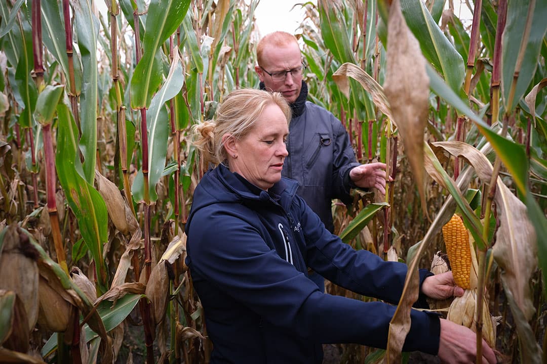 Wiebe in 't Hout neemt samen met Ineke Adriaans steekproefsgewijs van verschillende maisrassen een kolf mee ter beoordeling. Het geeft hem een indruk hoe de rassen op zijn bedrijf presteren. - Foto's: Jan Willem van Vliet