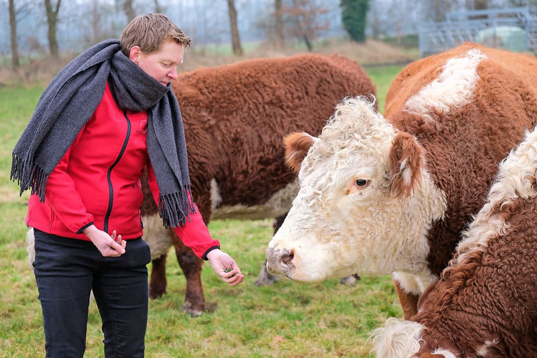 Alie Jobing voert haar vee regelmatig wat koek om ze aan te halen en mak te maken. Om die reden worden pasgeboren kalveren ook veel aangeraakt.