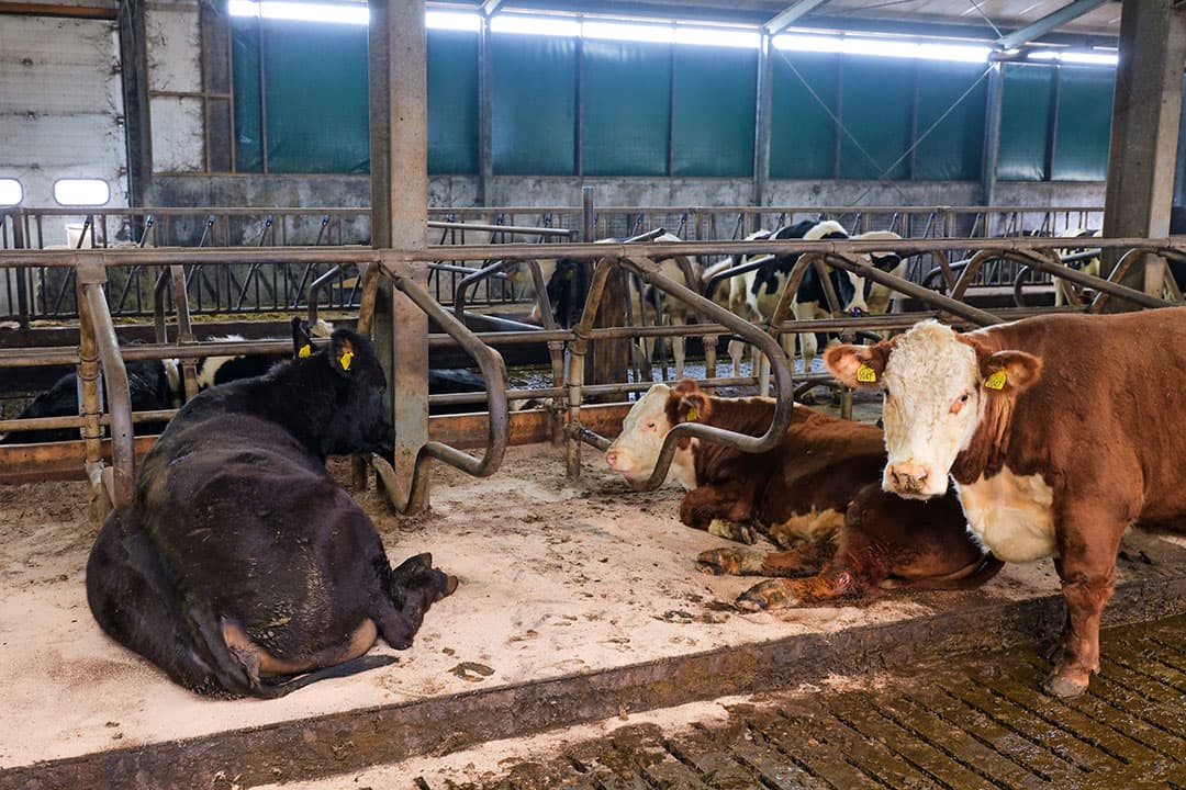 De jonge Hereford- en Black Angusdieren verblijven in de stal met de droge koeien. De familie Jobing houdt het melkvee in een andere stal. - Foto’s: Jan Willem van Vliet