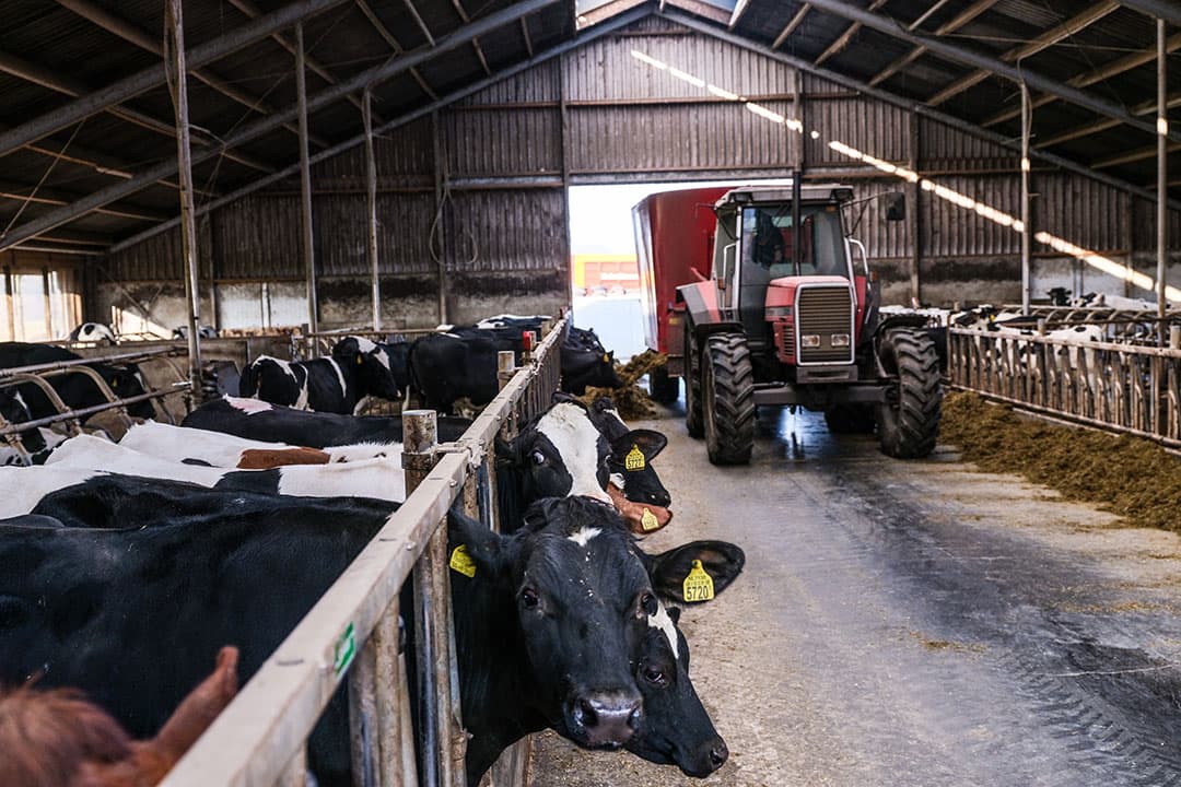 De koeien worden gevoerd. De ondernemers doen al het landwerk zelf. Insemineren schoot er dan vaak bij in. Daardoor waren ze vaak te laat. - Foto's: Jan Willem van Vliet