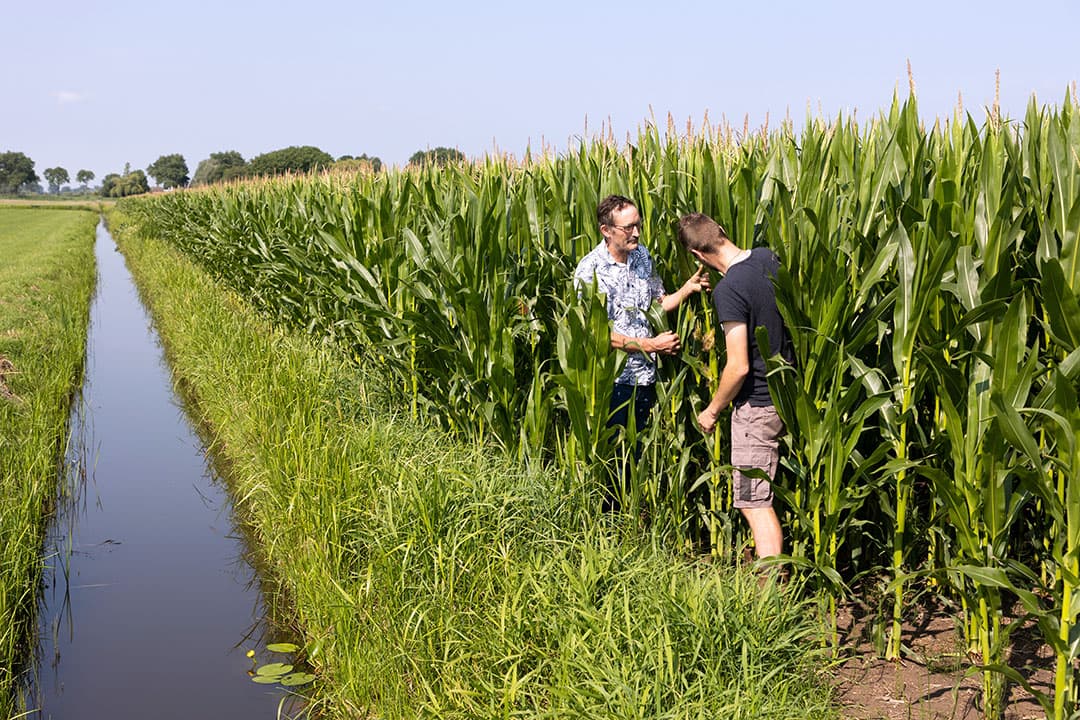 De MKS-mais is dit jaar pas op 4 juni gezaaid. Desondanks heeft het gewas zich goed ontwikkeld. De kolfzetting is goed op gang. - Foto: Herbert Wiggerman