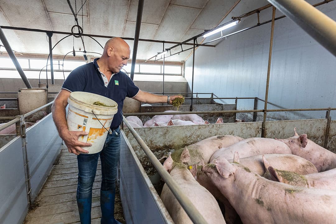 Dagelijks krijgen de varkens luzernestro. Dit wordt geleverd via de slachterij. Je mag de dieren best vertroetelen, is de opvatting van Sjaak Stuijt. - Foto's: Herbert Wiggerman