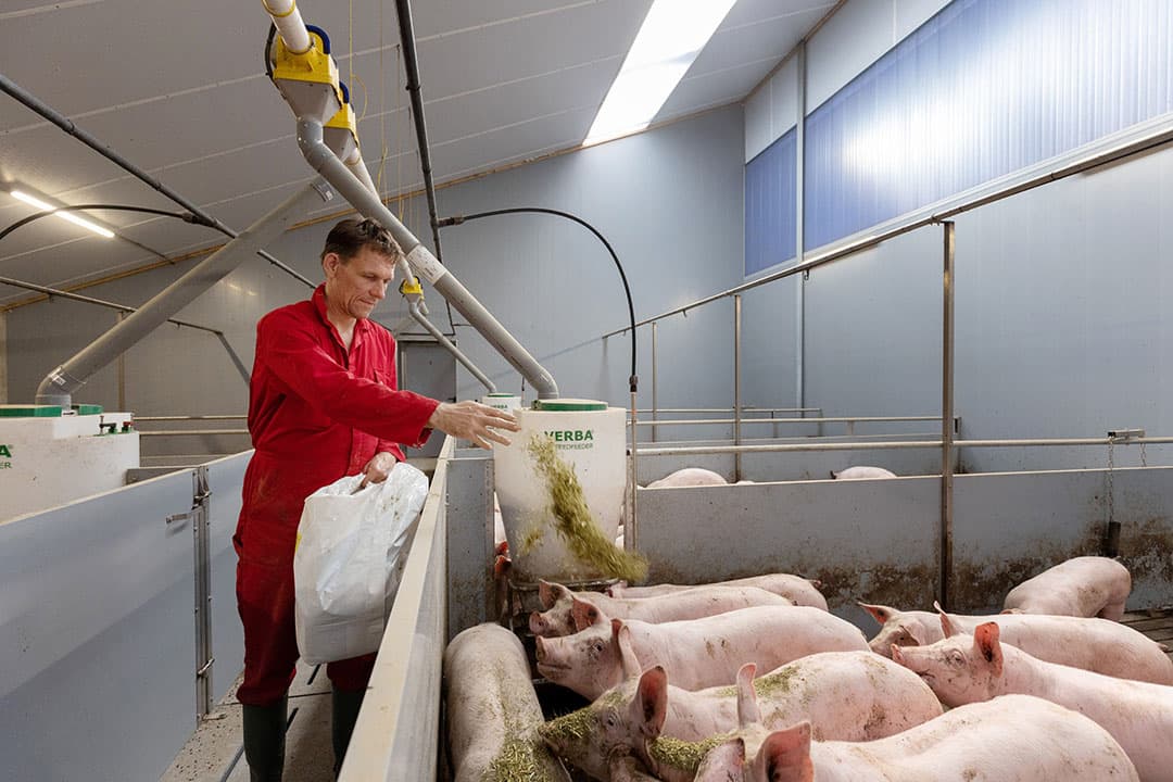 De varkens krijgen dagelijks luzernestro. Dat is mede op verzoek van de slachterij. - Foto's: Herbert Wiggerman
