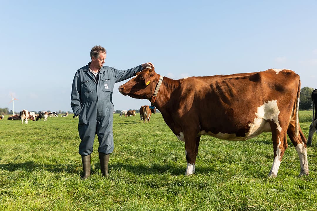 Koos van der Laan is biologisch melkveehouder in Kamerik. - Foto's: Herbert Wiggerman