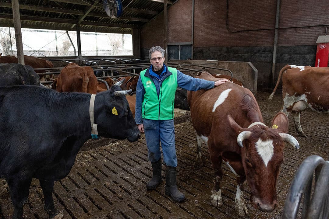 Gijsbert Boele in Loenersloot kruist op zijn biobedrijf FH met MRIJ. Hij boert grotendeels op grond van natuur- en landschapsorganisaties. - Foto: Herbert Wiggerman