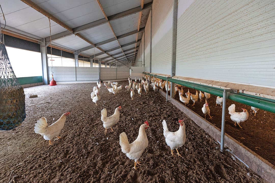 Van Manen is bezig met zijn tweede ronde Dekalb White. In de eerste ronde legde dit ras met 99 weken oud nog steeds 77%. Er was toen in totaal een uitval van 6,6%. - Foto's: Herbert Wiggerman