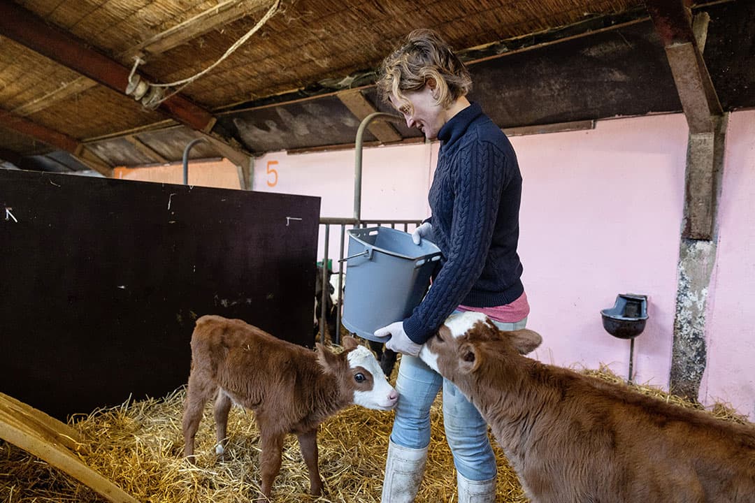 5 dagen lang voert Floor de Kanter de kalveren 3 keer per dag 1,5 liter biest en melk van de eigen moeder. - Foto's: Herbert Wiggerman