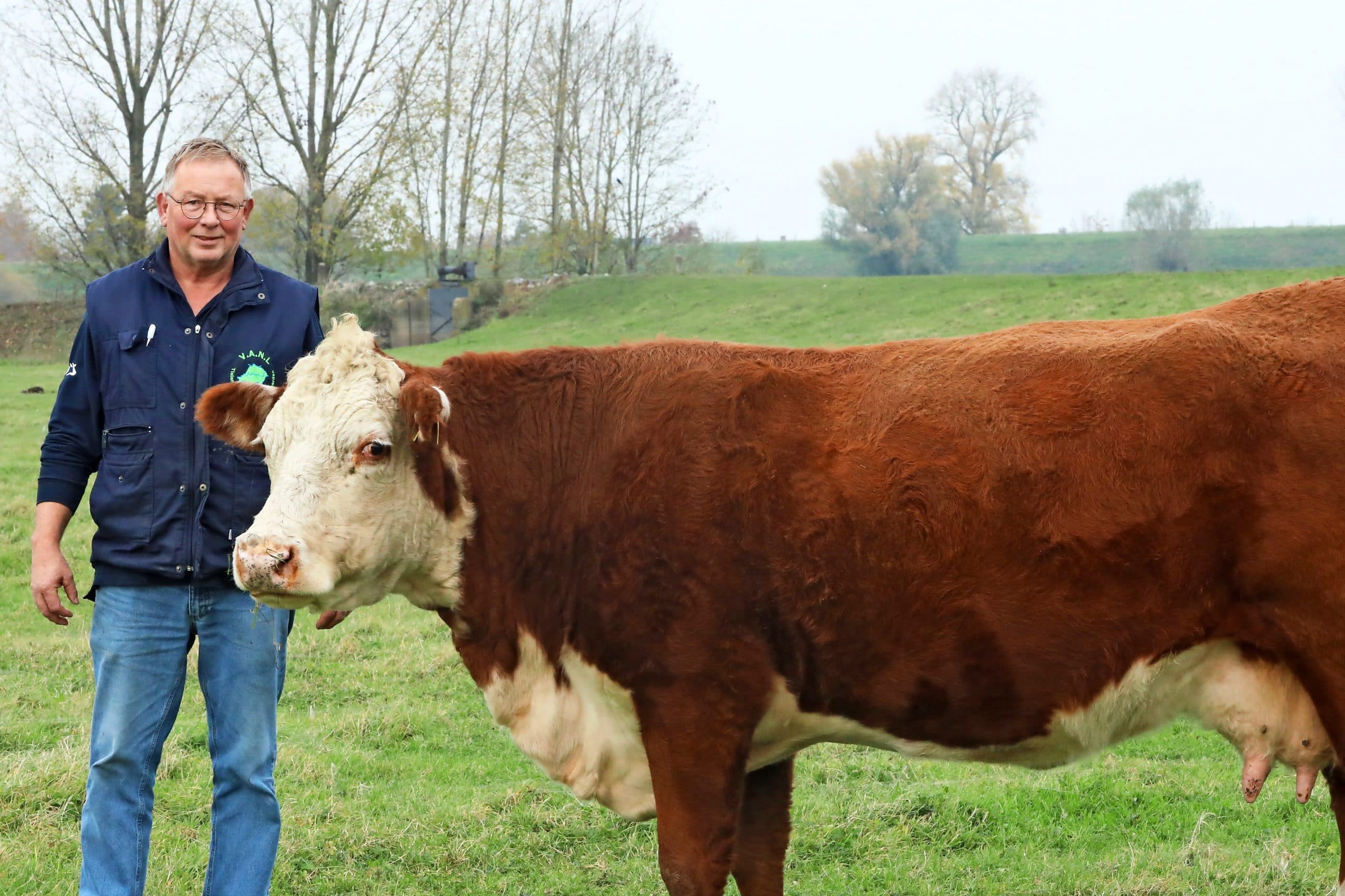 Hereford en natuurbeheer gaan goed samen