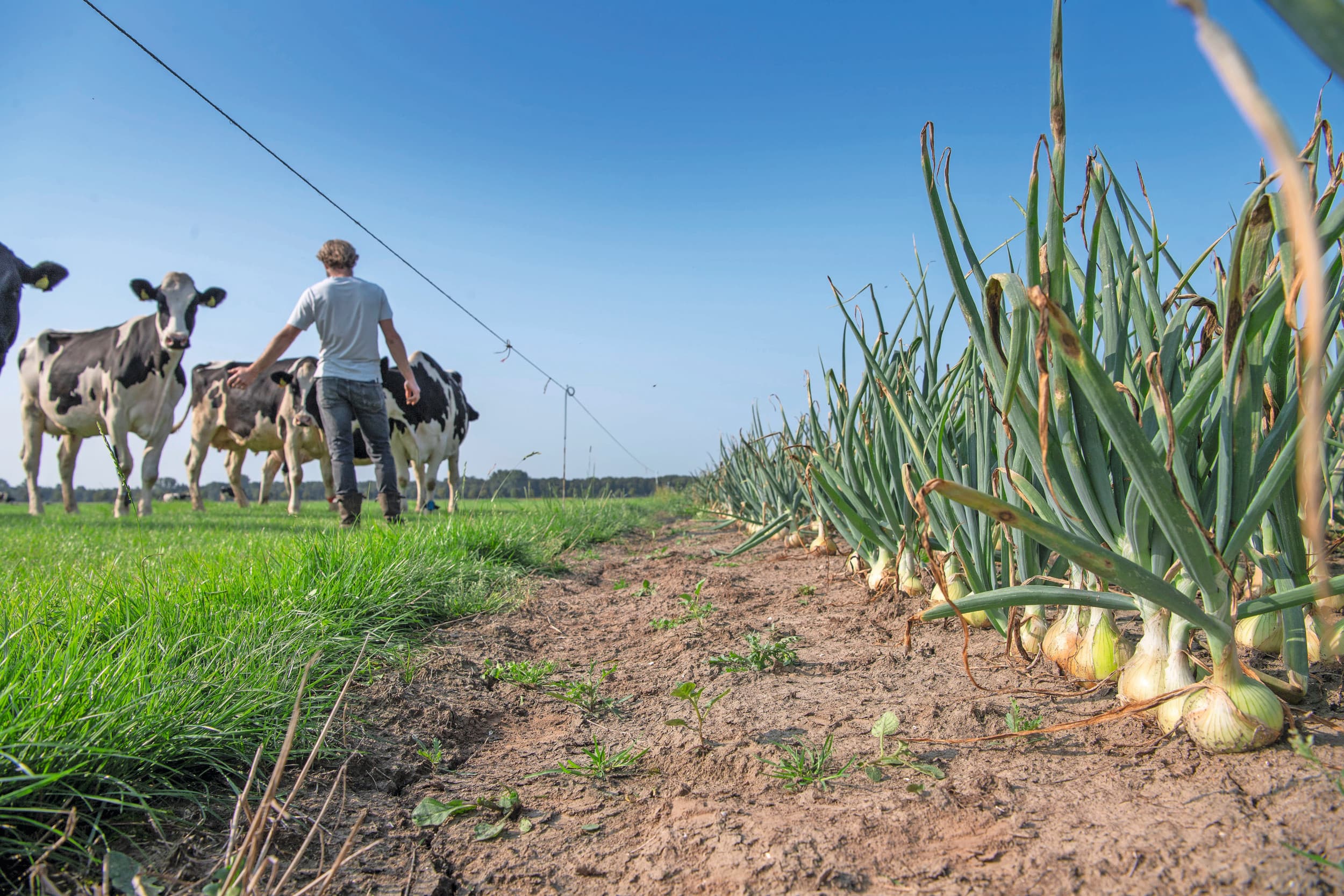 De bodem is dé basis onder regeneratieve landbouw. In Nederland start ReGeNL om via pilots met 1.000 boeren het begrip concreet handen en voeten te geven. Wereldwijd omarmen multinationals ‘regen ag’ als middel om hun duurzaamheidsambities te realiseren. Foto: Mark Pasveer