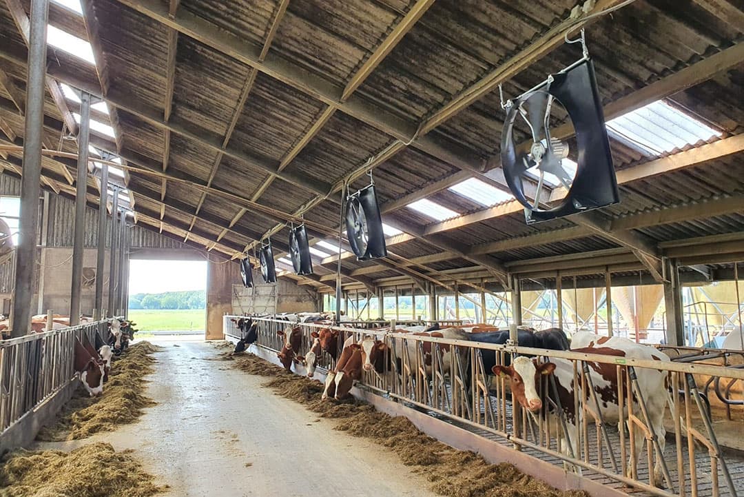 Ventilatoren boven het voerhek en boven de ligboxen zorgen voor een hogere melkgift, hogere piekproductie bij de vaarzen en een hogere persistentie. - Foto: Abbi-Aerotech