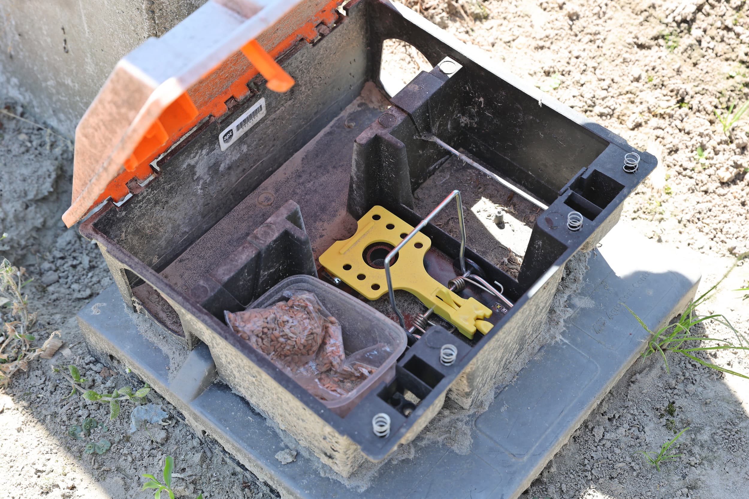 Een sensorgestuurde val. De sensor detecteert een muis of rat en laat de val dichtklappen. Het kadaver valt onder uit de box. Foto: Dennis Wisse