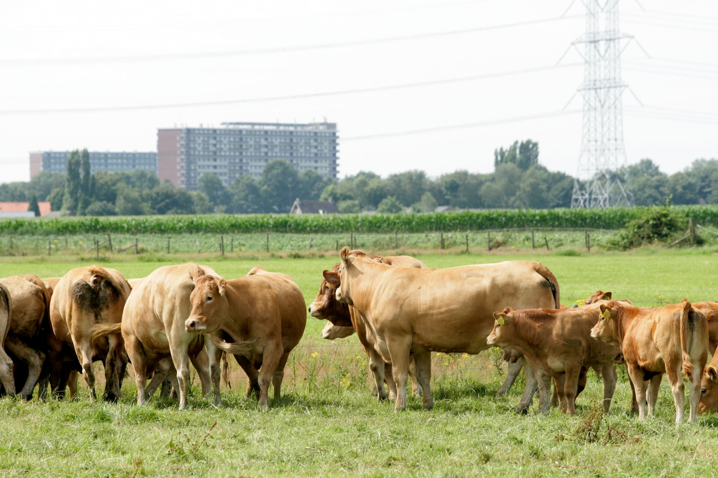 De geurnormen voor veehouderijen zijn er om omwonenden te beschermen tegen geurhinder, waarbij de huidige regelgeving volgens de rechtbank niet volstaat en er een nieuwe balans moet komen tussen de belangen van de veehouderij en de gezondheid van omwonenden. – Foto: Koos Groenewold