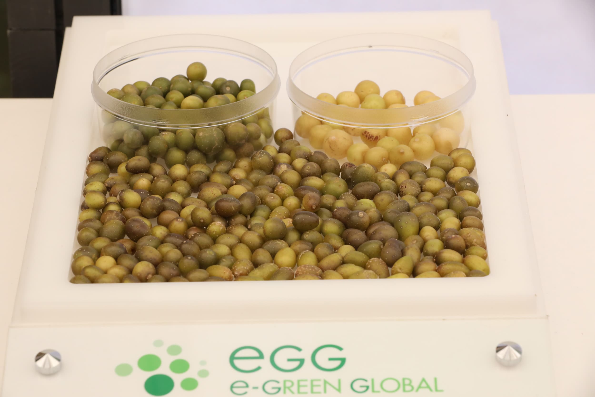 De microknollen van EGG zien eruit als erwten, kunnen jaarrond geproduceerd worden en zijn lang te bewaren. De knolletjes kunnen met een precisiezaaimachine op normale aardappelruggen gezaaid worden. Foto: Henk Riswick