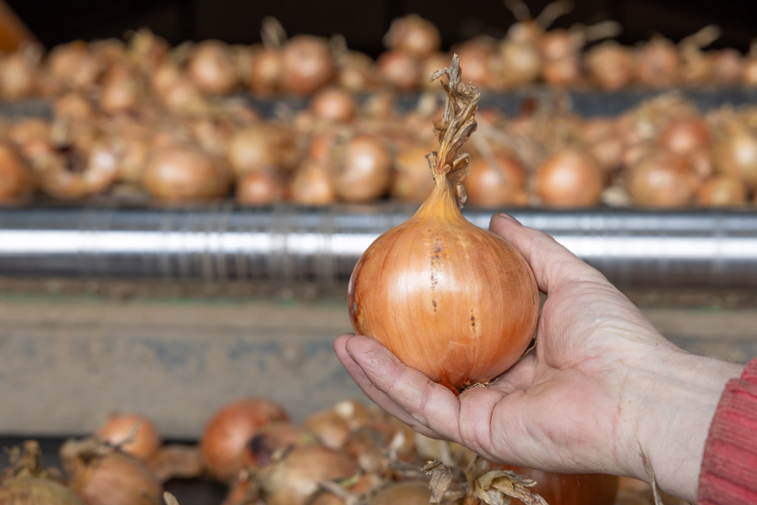 Flevotrade Onions werd opgericht in 1986 toen de familie Van Liere zich specialiseerde in de teelt van uien na hun verhuizing naar Flevoland in 1970. – Foto: Peter Roek
