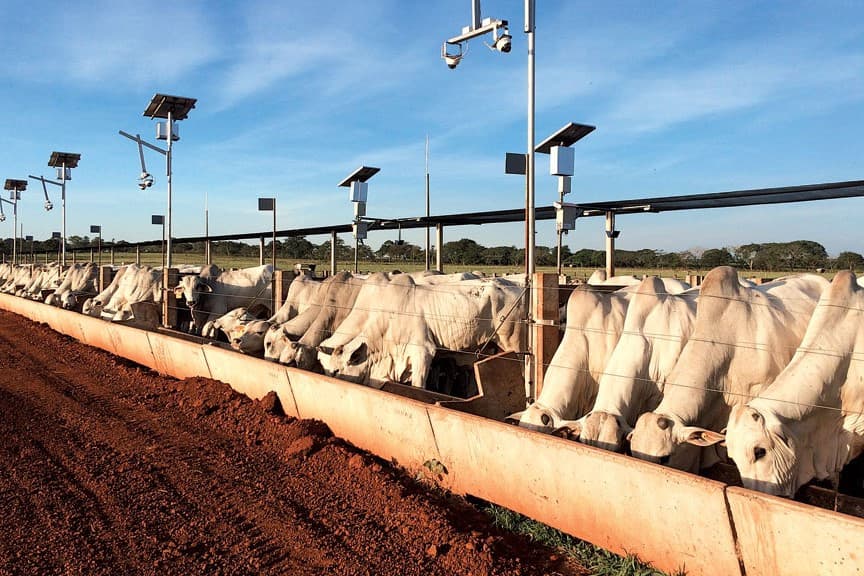 Een Braziliaans rundveebedrijf. Brazilië behaalde dit jaar recordproductie en -export, maar verwacht in 2024 een daling, wat bijdraagt aan de verwachte wereldwijde krimp in de rundvleesmarkt. – Foto: Robert Bodde