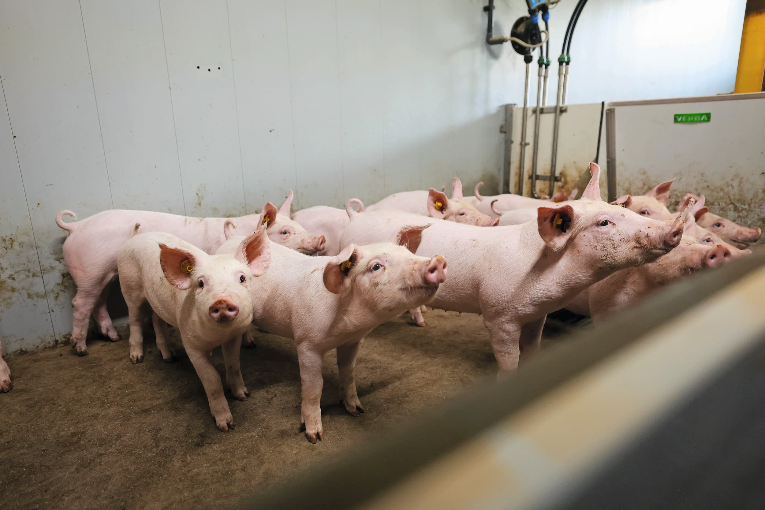 praktijkonderzoek lange staarten varkens