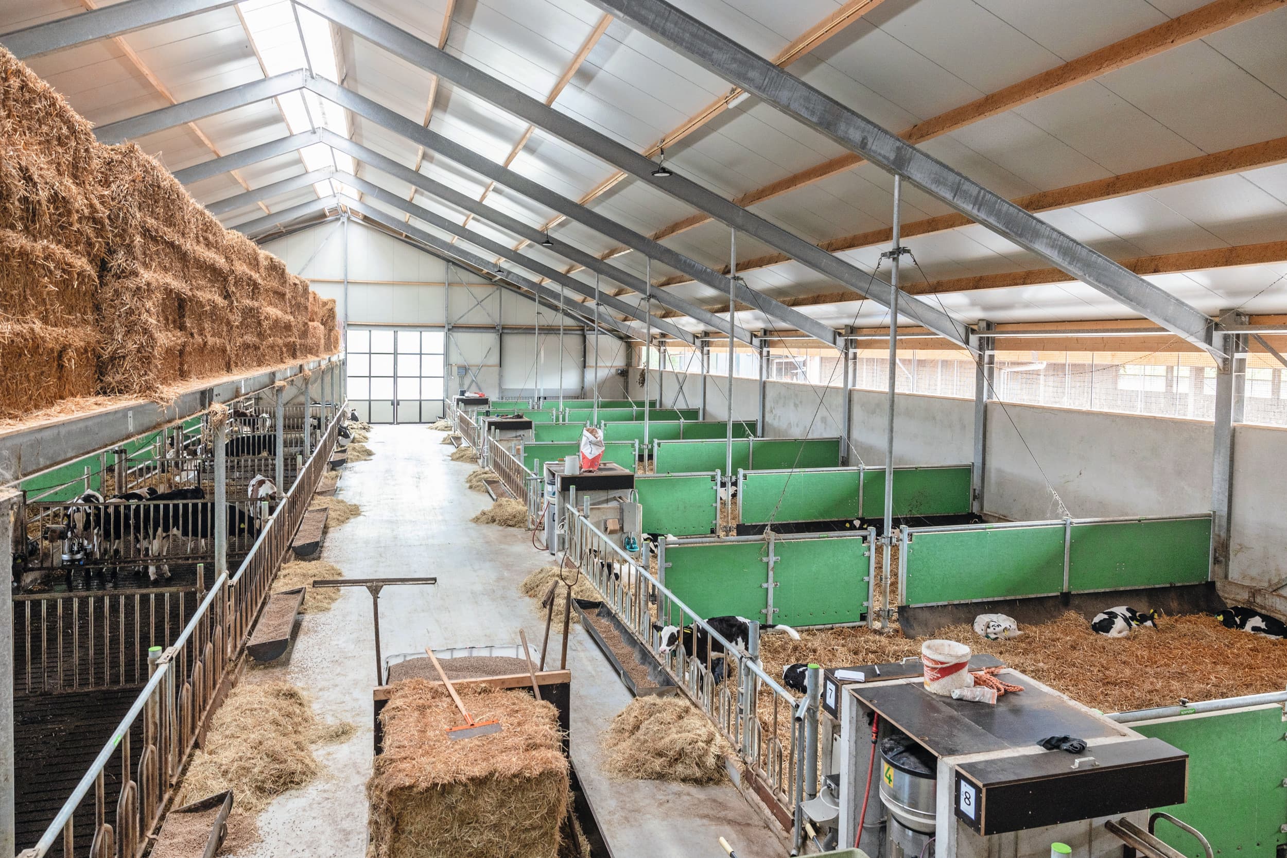 Overzichtsfoto van de nieuwe kalverstal van Schep. – Foto’s: Herbert Wiggerman
