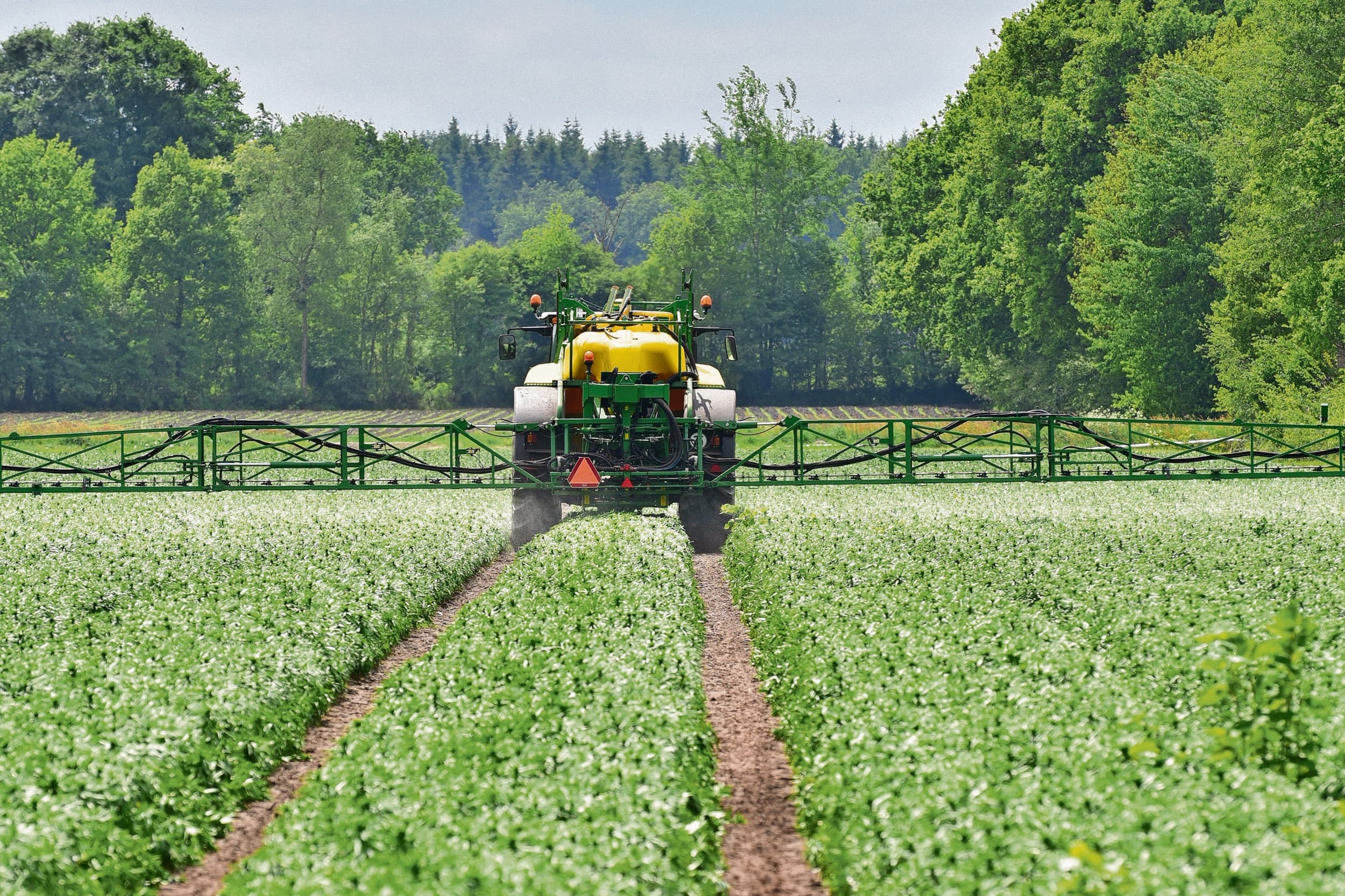 Een Brabantse lelieteler mag tot het einde van de teelt middelen blijven gebruiken. Foto: ANP
