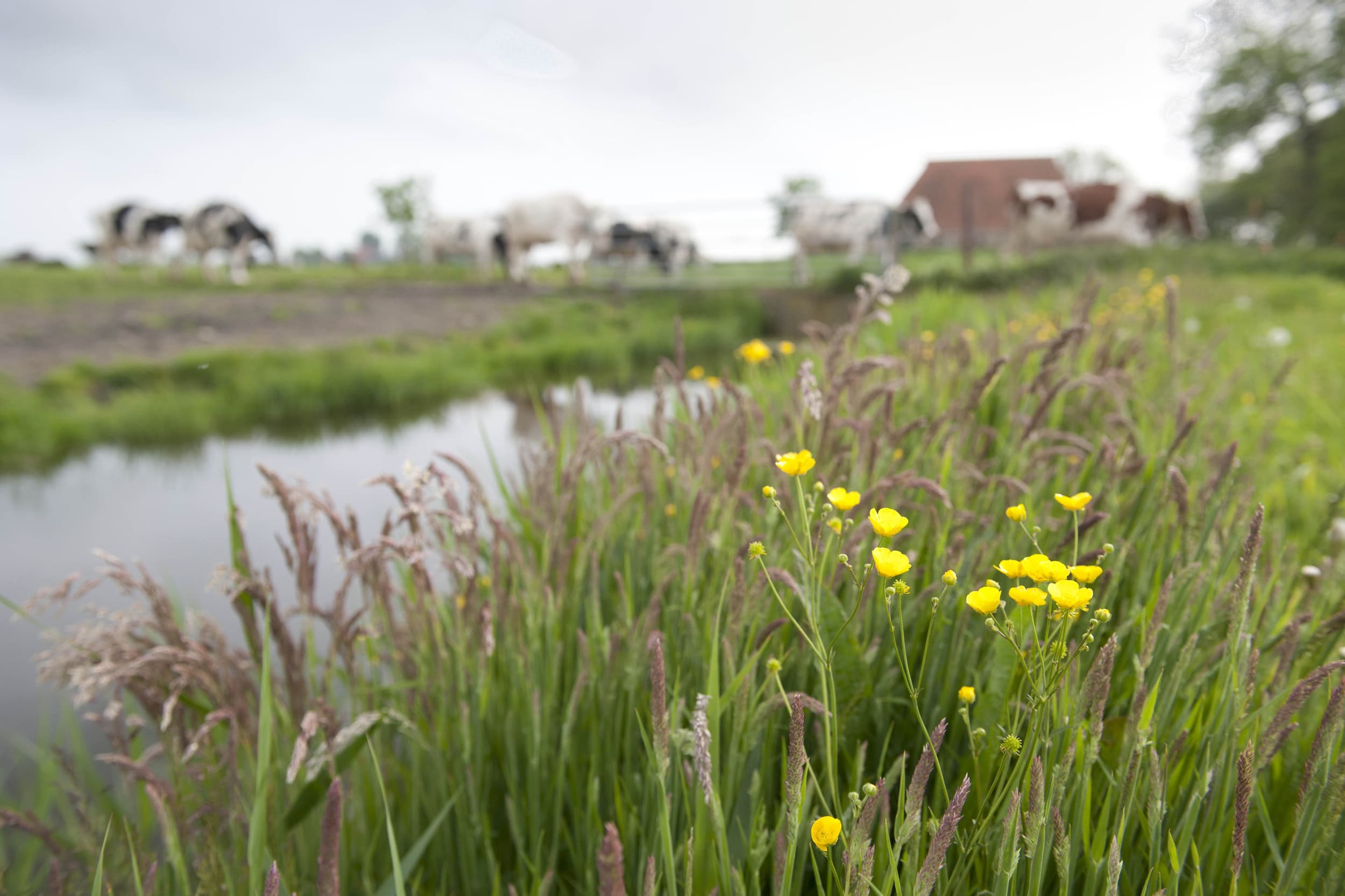 ZuivelNL en BoerenNatuur roepen melkveehouders op om te verkennen wat natuur- en landschapsbeheer voor hun bedrijf zou kunnen betekenen. – Foto: Mark Pasveer