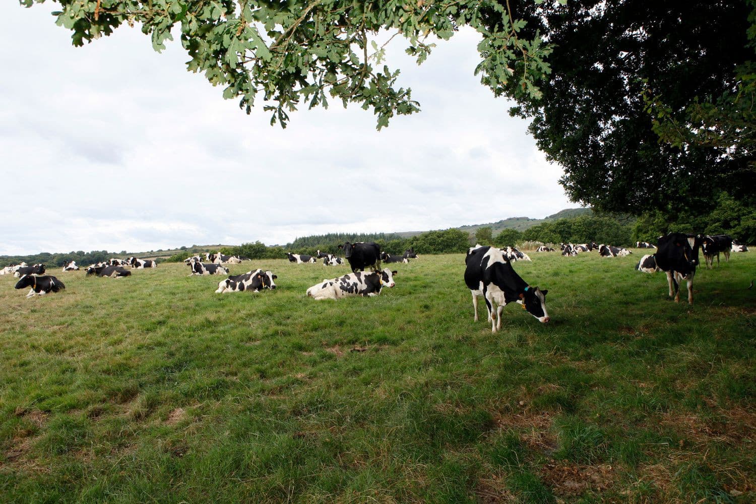 Grazende koeien in Frankrijk. – Foto: Henk Riswick