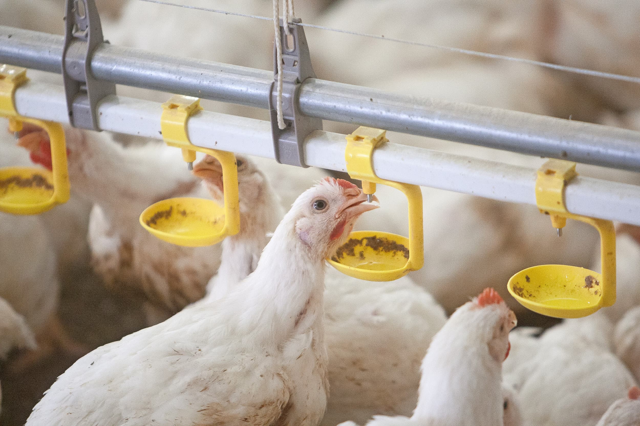 In het Amerikaanse experiment werd onderzocht wat de welzijnseffecten zijn als je reguliere kuikens langzamer laat groeien bij een lagere bezetting. Op de foto zowel Cobb- als Ross-kuikens. Foto: Ronald Hissink