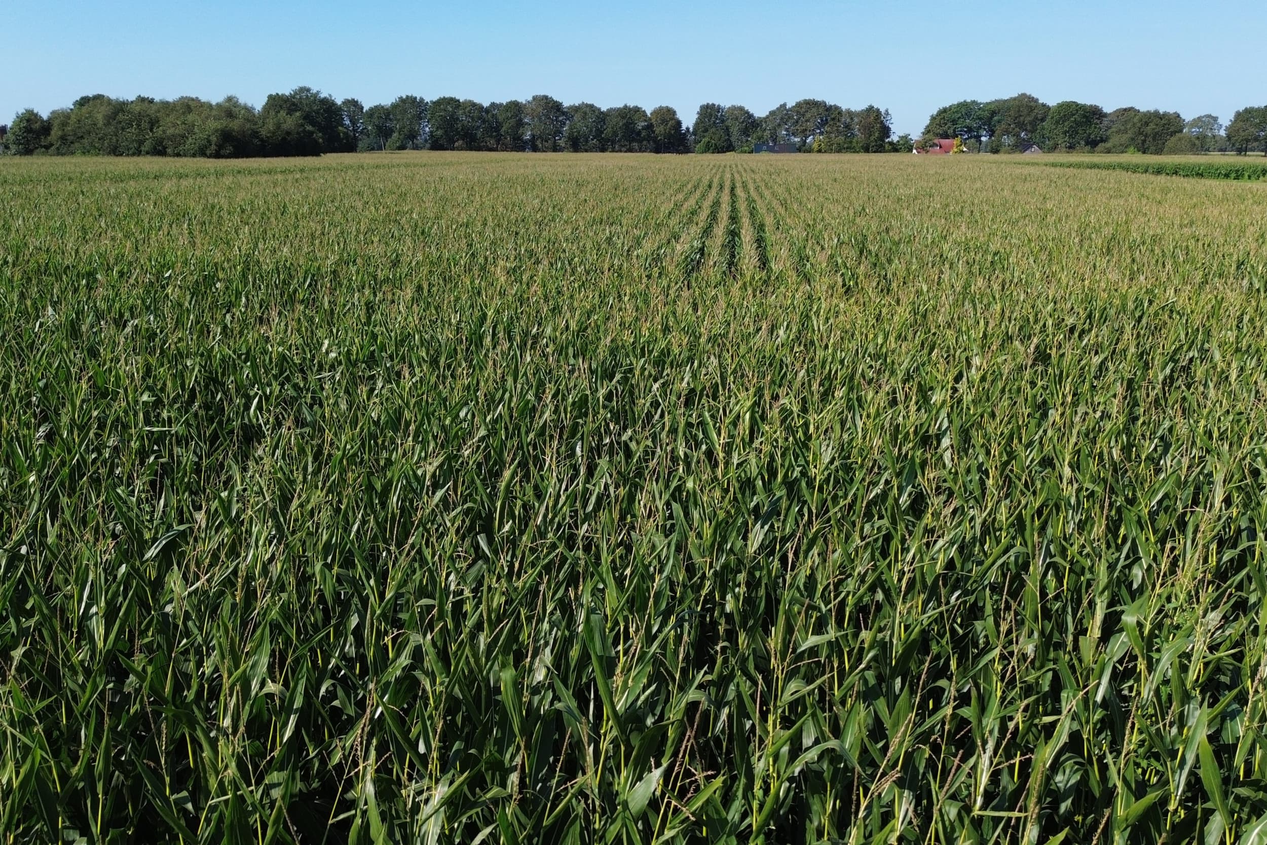 De uiterste inzaaidatum voor vanggewassen na mais wordt verschoven van 1 oktober naar 21 oktober. Ook de korting op de gebruiksnormen voor het later inzaaien van vanggewassen na aardappelen en bieten op zand en löss gaat drie weken later in. – Foto: Misset