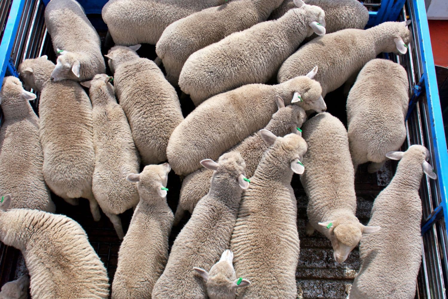 De dood van tachtig schapen vorige week tijdens een vrachtvlucht van Australië naar Indonesië heeft de discussie over export van levend vee weer aangewakkerd in Australië. – Foto: Canva