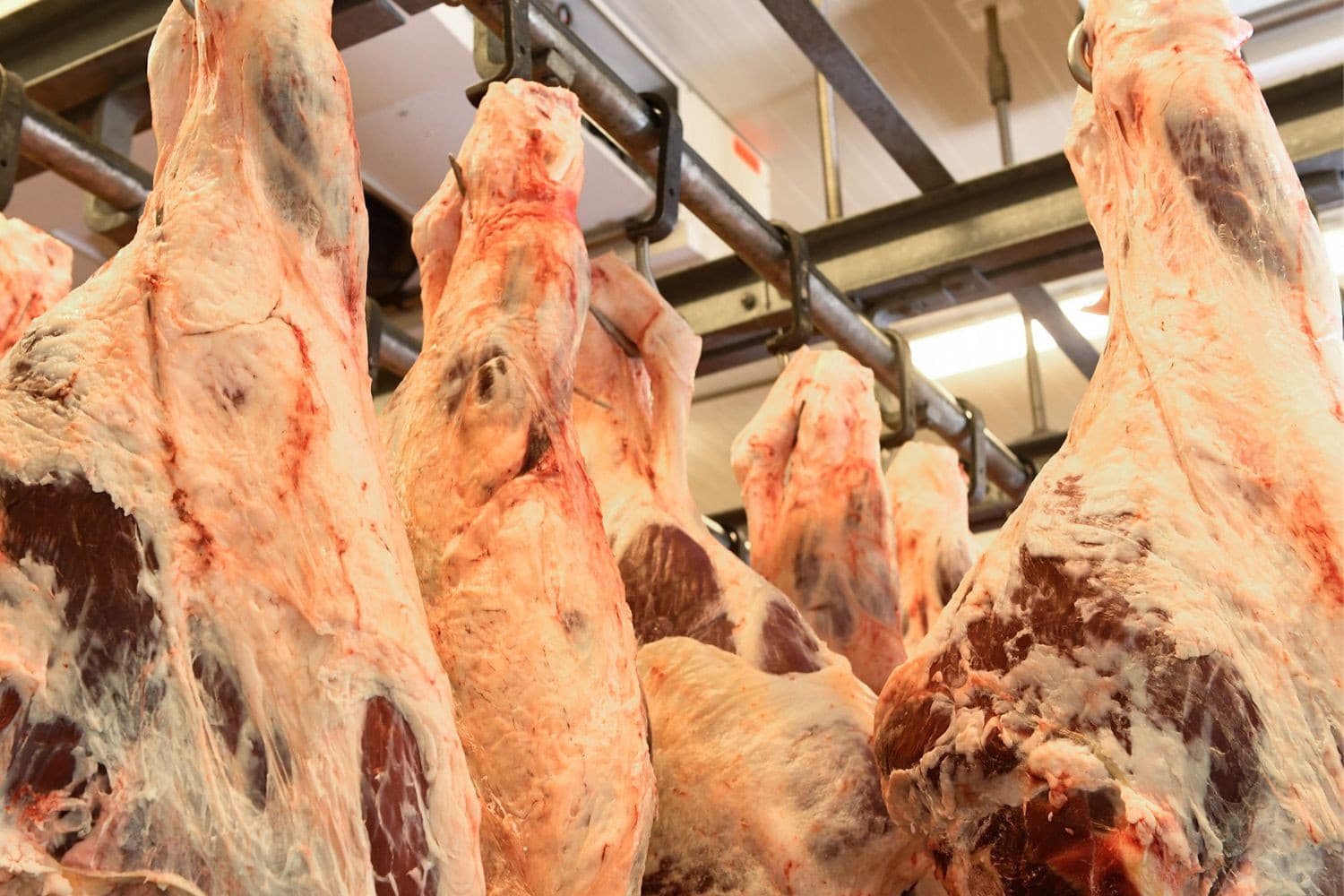 Tönnies wordt met de overname op het gebied van rundvlees in een keer de grootste speler in Duitsland. – Foto: Tönnies
