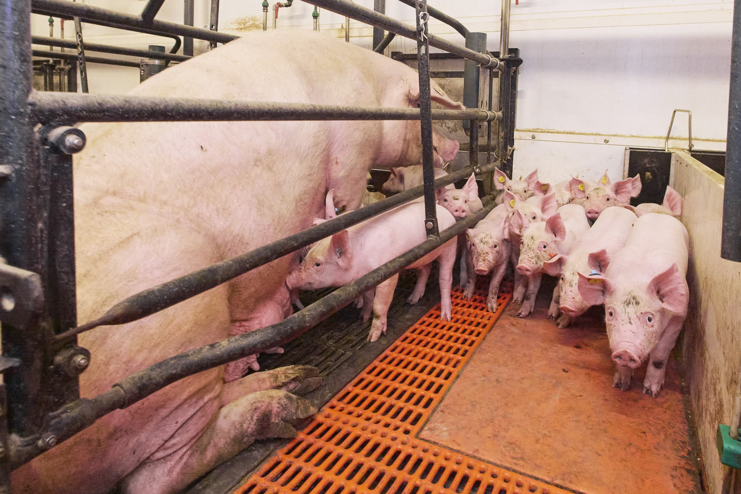 varkens in nood wil gebruik kraambox stoppen