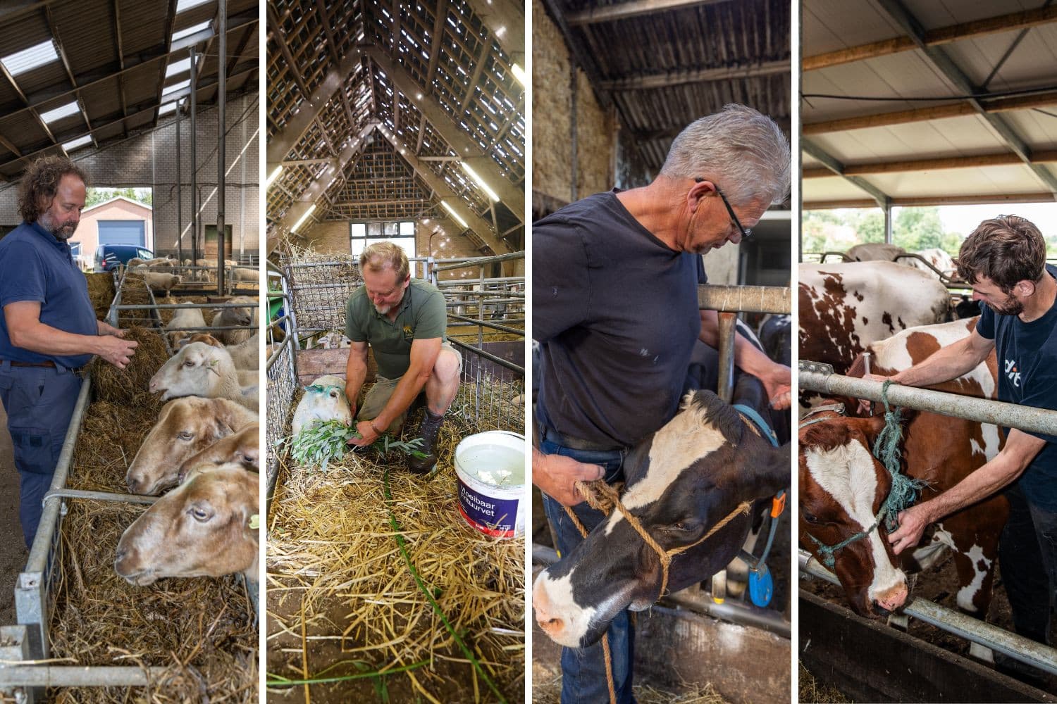 Vier boeren vertellen over hun ervaring met blauwtong. – Foto’s: Bert Jansen en Peter Roek