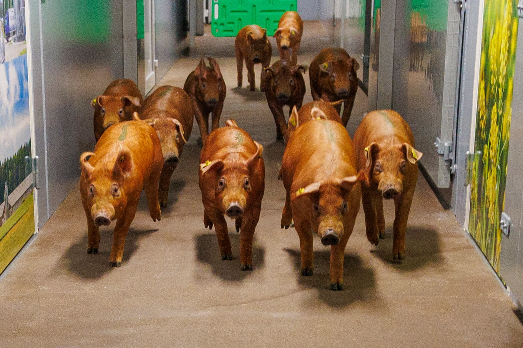 Een koppel TN-Duroc-beren gaat naar hun nieuwe verblijf. – Foto: Norsvin